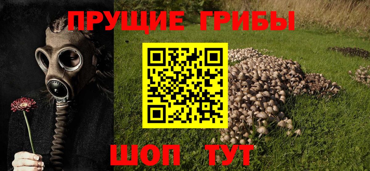 Канабис Волжский
